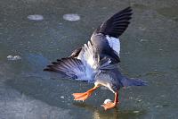 grote zaagbek (Mergus merganser) 2-2021 6308